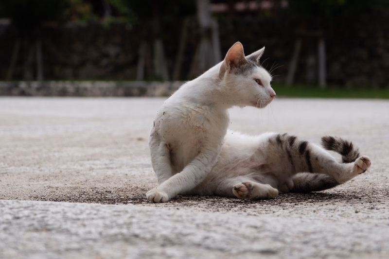 A white and grey striped cat is resting on a light-colored concrete pavement outdoors.