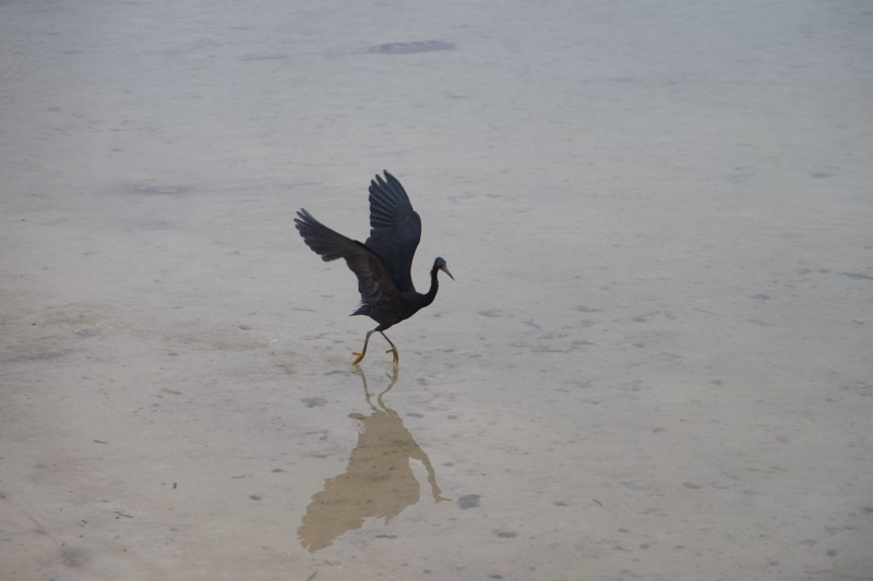 A dark bird, possibly a crow, is standing on the wet, light-colored shoreline with its wings slightly spread.