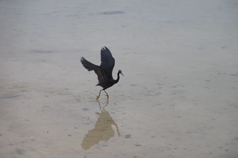 A black heron wading in shallow water