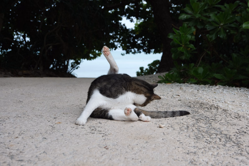 A striped cat is lying down on the light-colored gravel or sand near some dark green foliage.