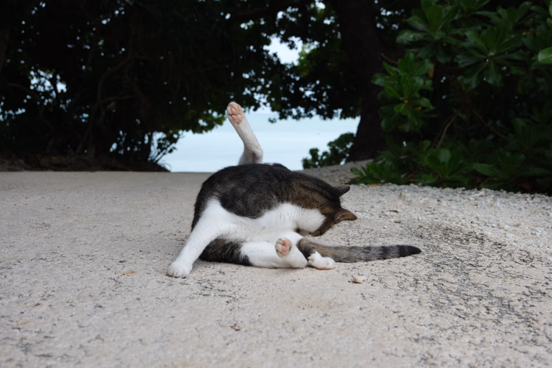 A cat playing on a beach with a tree in the background.