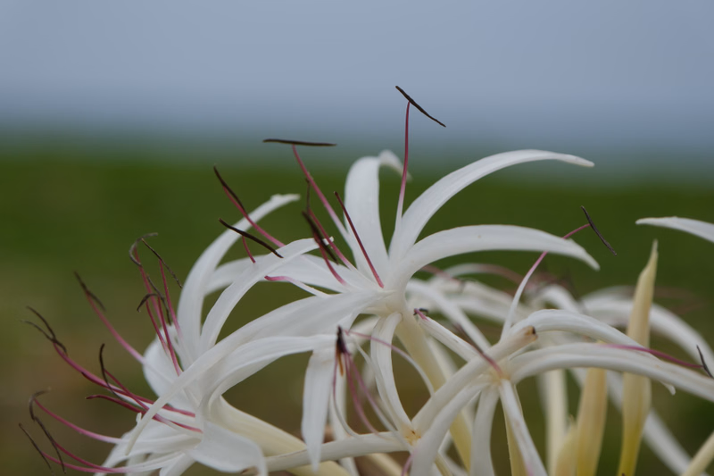 A close-up photograph of a cluster of white flowers with long, thin, reddish-purple stamens against a blurred green background.