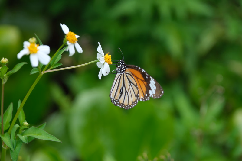 A small orange and black butterfly is perched near a cluster of white and yellow flowers in a green, leafy outdoor setting.