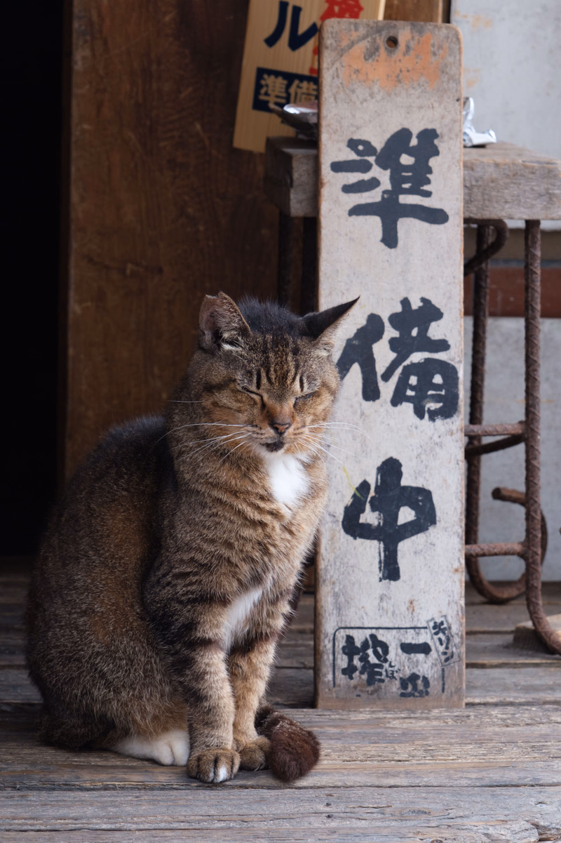A tabby cat sits on wooden planks next to a weathered wooden post with vertical Japanese characters that read "洋僑中".