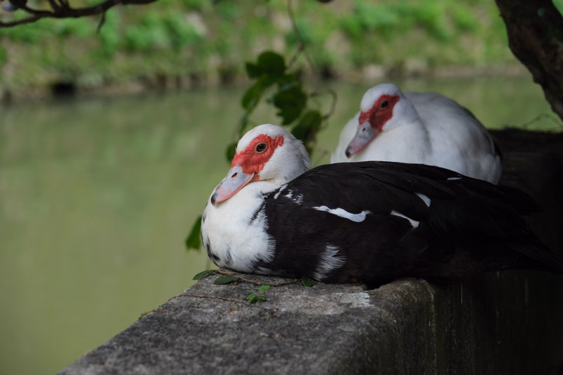 Two white and black cormorants are resting on a gray stone ledge overlooking calm green water.
