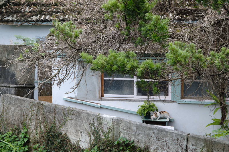 A cat sits on a ledge outside a light-colored house, partially obscured by dense green and brown tree branches over a concrete wall.