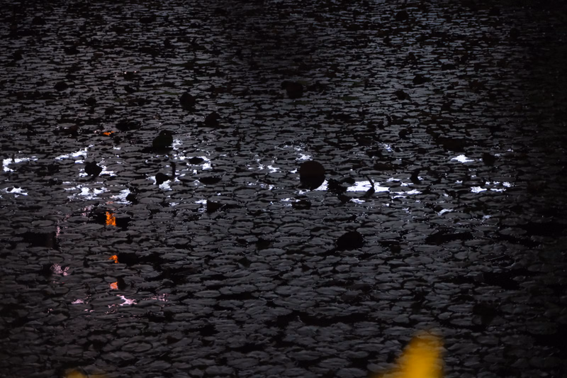 A dark, textured surface of cooled lava rock is visible, with small patches of lighter material scattered across the ground.
