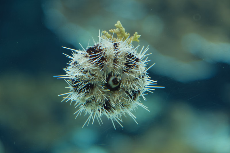 A spiky sea urchin with some small algae growing on top is suspended in clear blue ocean water.