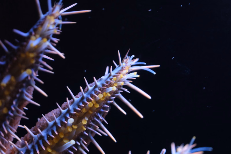 Close-up photograph of several sea urchins with spiny bodies against a dark background.