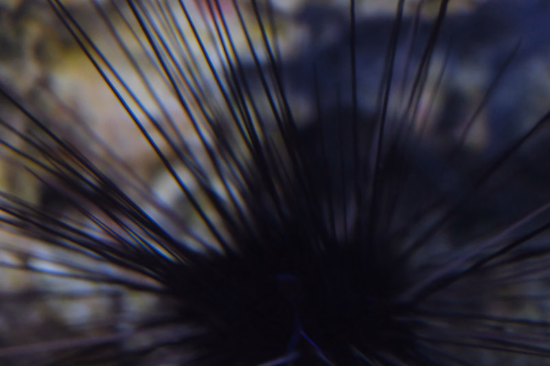 A close-up photograph of a sea urchin covered in numerous sharp spines against a blurred marine background.