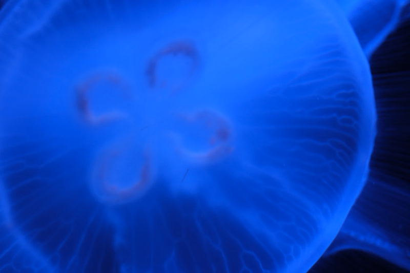 A close-up photograph of a blue jellyfish with four distinct oral arms visible in the water.