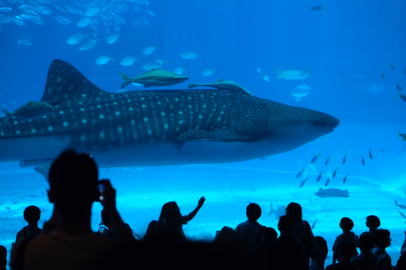 A large spotted shark swims in clear blue water above a group of people watching in an aquarium exhibit.