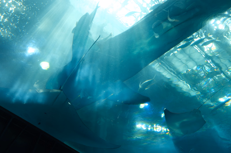 Several large sharks swim through a brightly lit underwater aquarium tank, with sunlight filtering through the water.