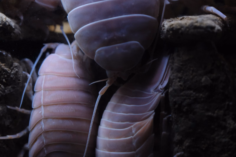 Several large, pale, segmented isopods are visible among dark, moist soil in a close-up photograph.
