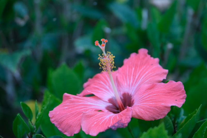 A vibrant pink hibiscus flower with a darker throat is shown in focus against a blurred green foliage background.