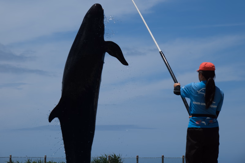 A black dolphin leaps high out of the water near a trainer holding a long pole against a blue sky.