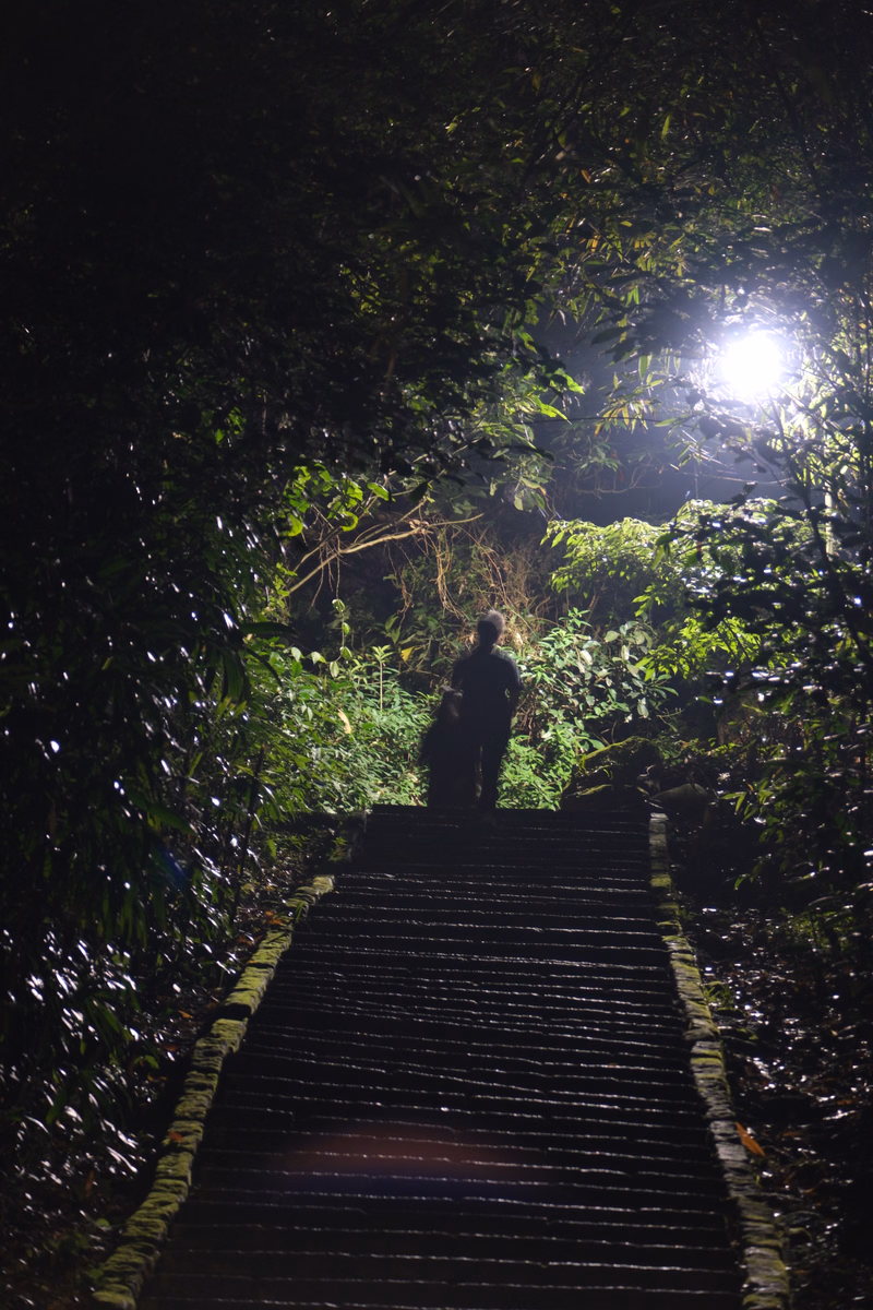 A person walks down a dark, wet stone path surrounded by dense foliage under a bright light source.