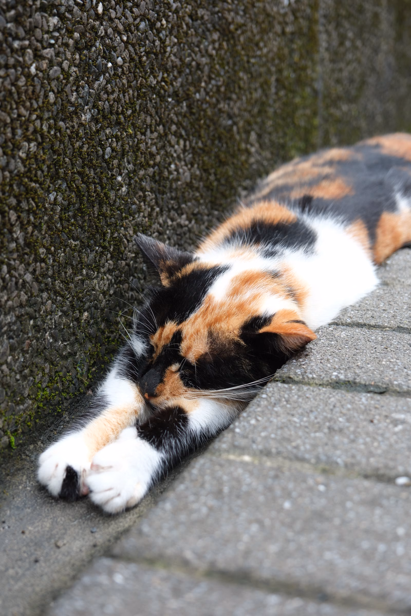 A calico cat is resting on a concrete pavement next to a textured stone wall.