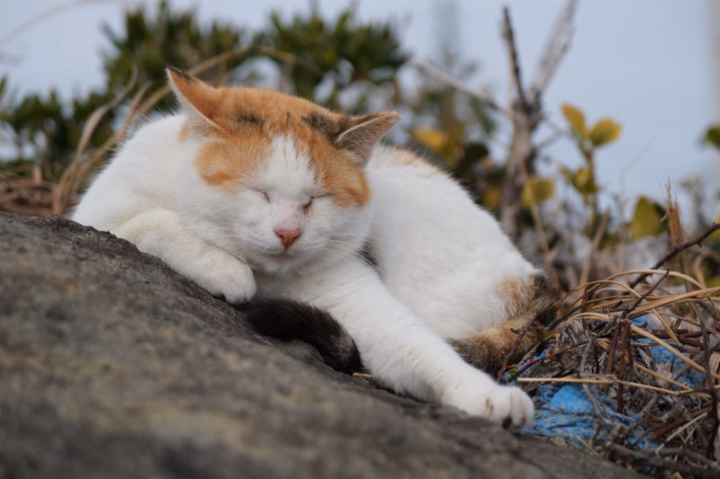 A fluffy orange and white cat is sleeping soundly on a large gray rock outdoors.