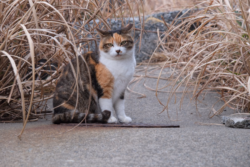 A tabby cat with orange and white markings sits on a concrete path surrounded by dry, tall grass.