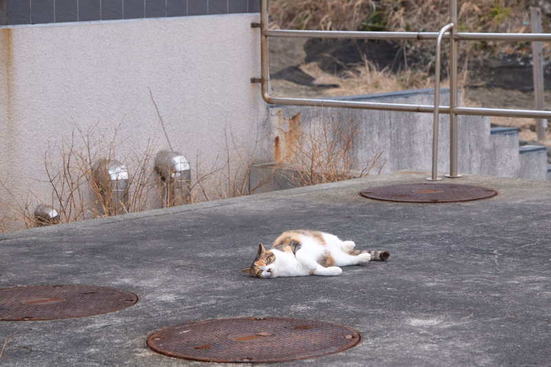 A white and brown cat is sleeping on a gray concrete pavement near a metal railing and a light-colored building.
