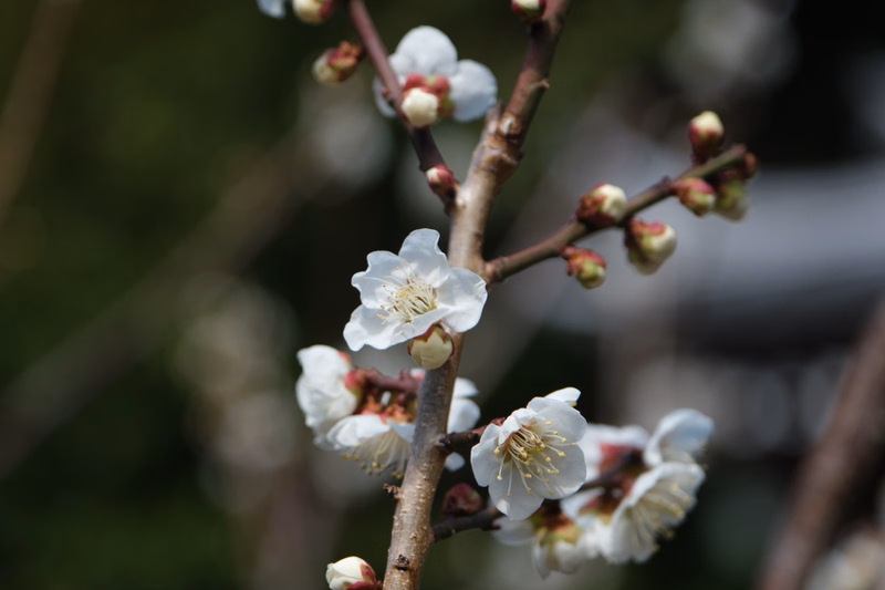 Close-up of delicate white plum blossoms blooming on brown branches against a soft, blurred green background.