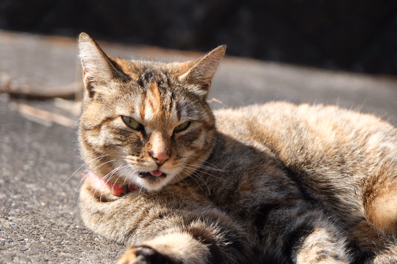 A tabby cat with brown and gray fur is lying down on a gray concrete surface in the sunlight.