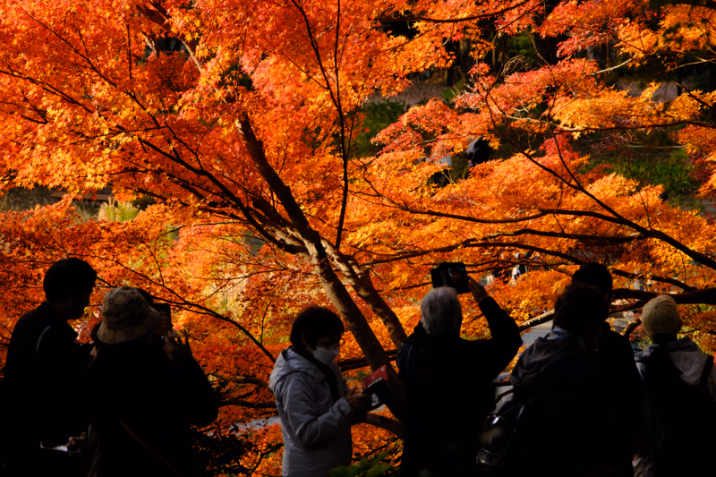 Several people stand beneath a vibrant canopy of orange and red autumn leaves in a park setting.