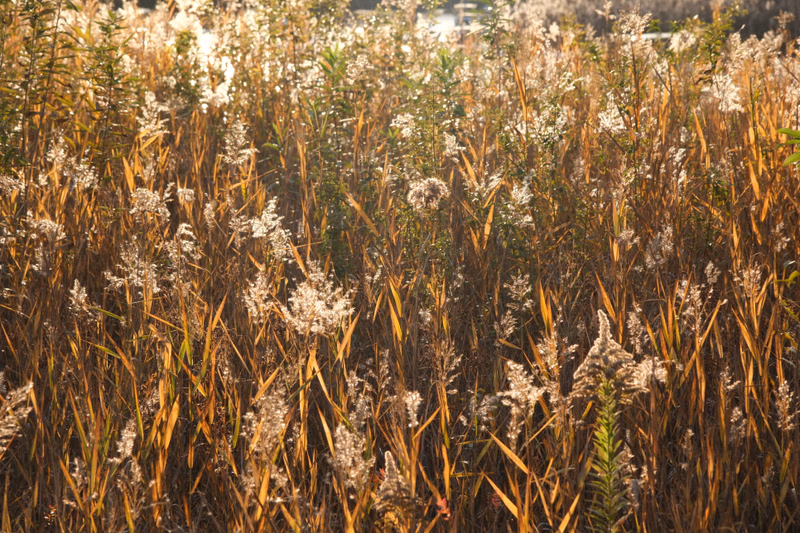 A dense field of tall, dry grasses and light-colored wildflowers fills the frame under bright sunlight.