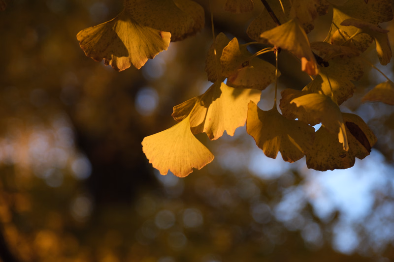 Bright yellow and golden autumn leaves hang from tree branches against a blurred background of warm light.