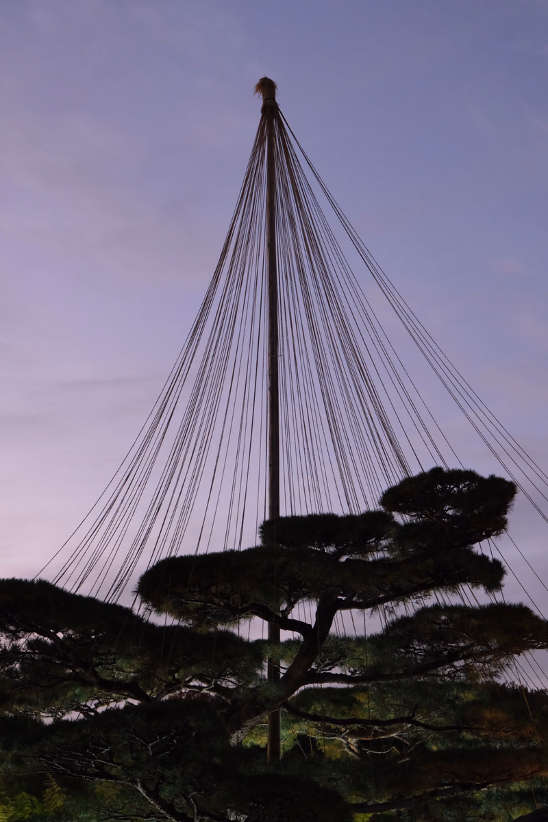 A tall mast with numerous rigging lines stands against a pale purple sky, silhouetted by a large pine tree.