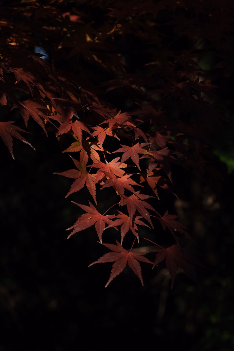 A cluster of vibrant red and dark maple leaves hangs against a dark background, suggesting an autumn scene.