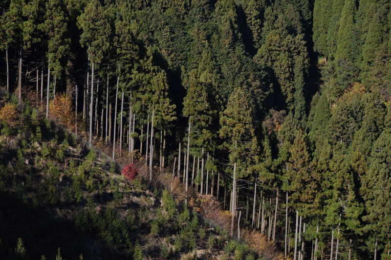 A steep slope shows a line of tall, straight trees bordering a recently cleared area of forest.