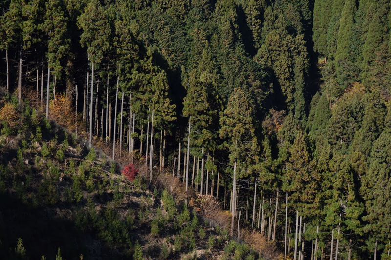 A photo of a forest on a mountain