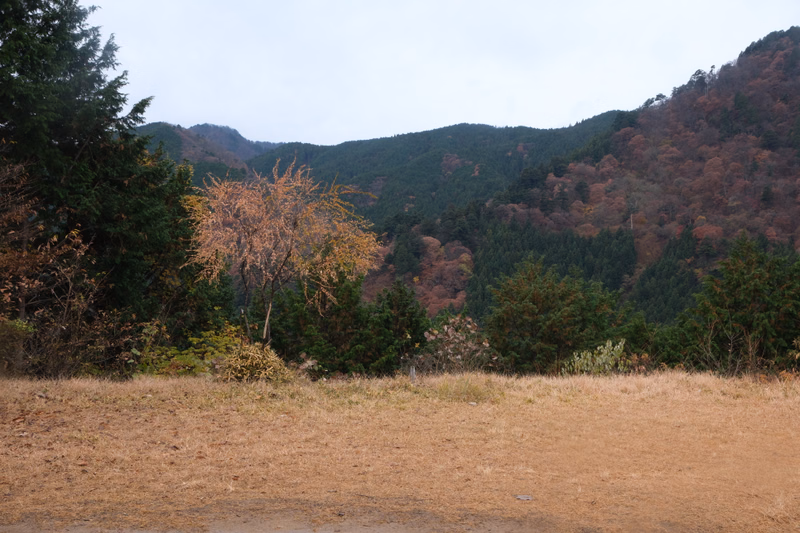 A view of a forested hillside with autumn colors under an overcast sky, with dry grass in the foreground.