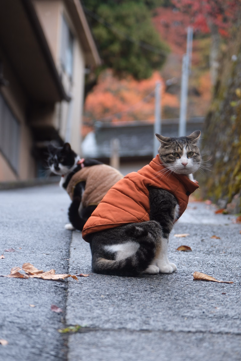 A tabby cat wearing an orange coat sits on a concrete sidewalk next to another cat in a brown coat on an autumn day.