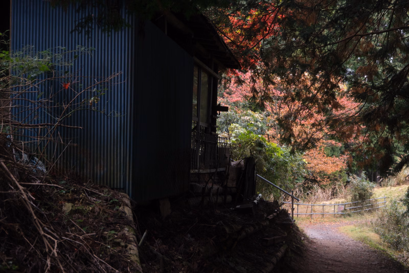 A small blue corrugated metal cabin sits beside a dirt path surrounded by trees showing vibrant autumn colors.