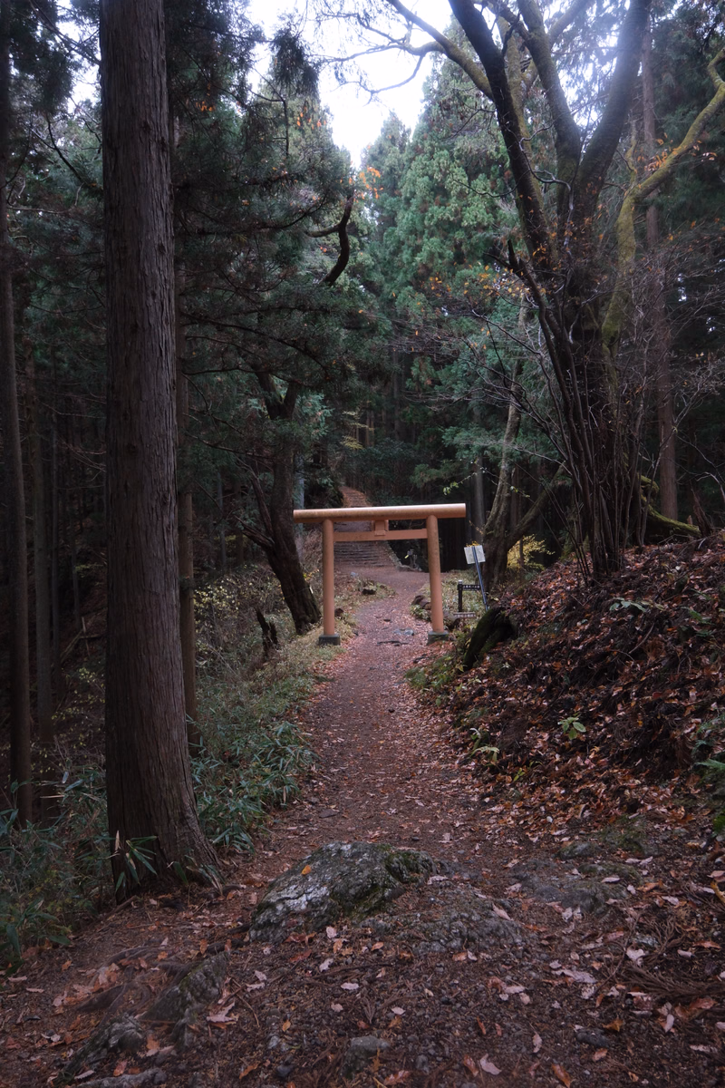A wooden bridge crosses a path winding through a dense, tall forest with many trees.