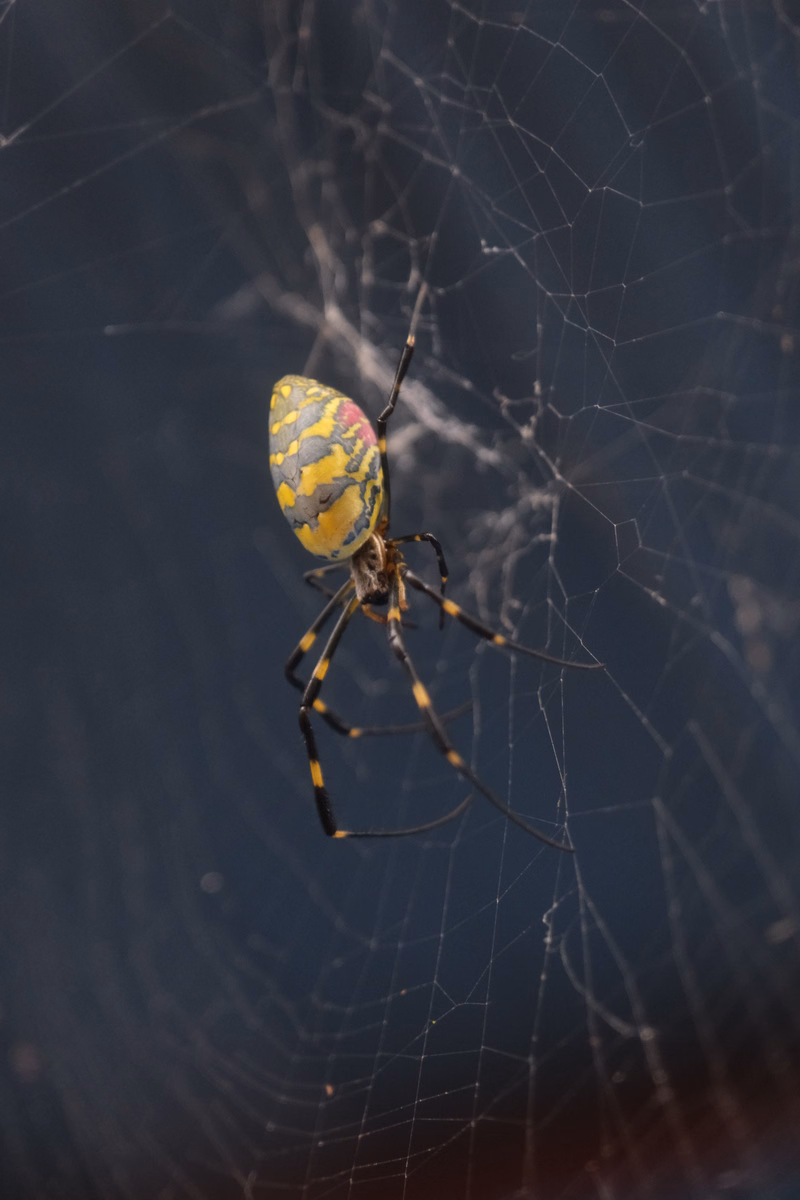 A yellow and black orb weaver spider is suspended in its intricate web against a dark background.