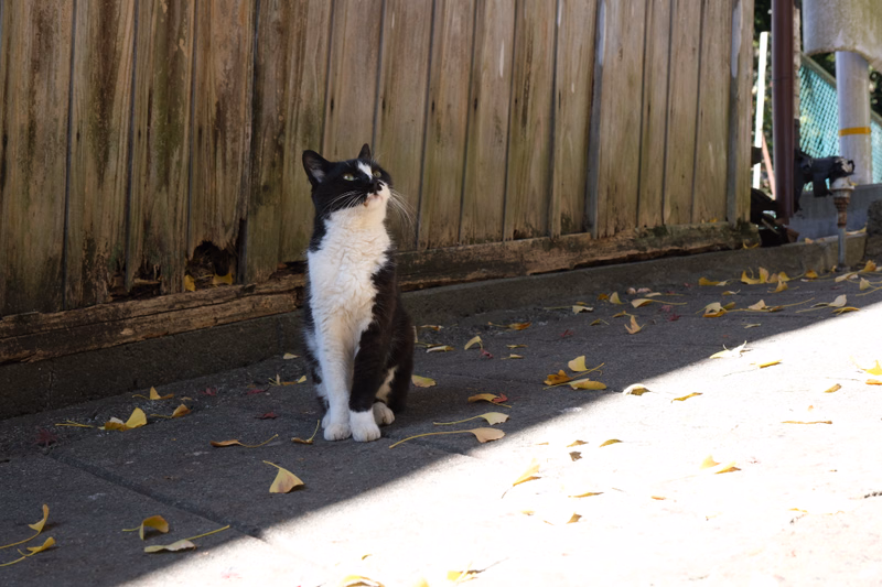 A black and white cat stands on a concrete sidewalk next to a wooden fence with fallen yellow leaves.