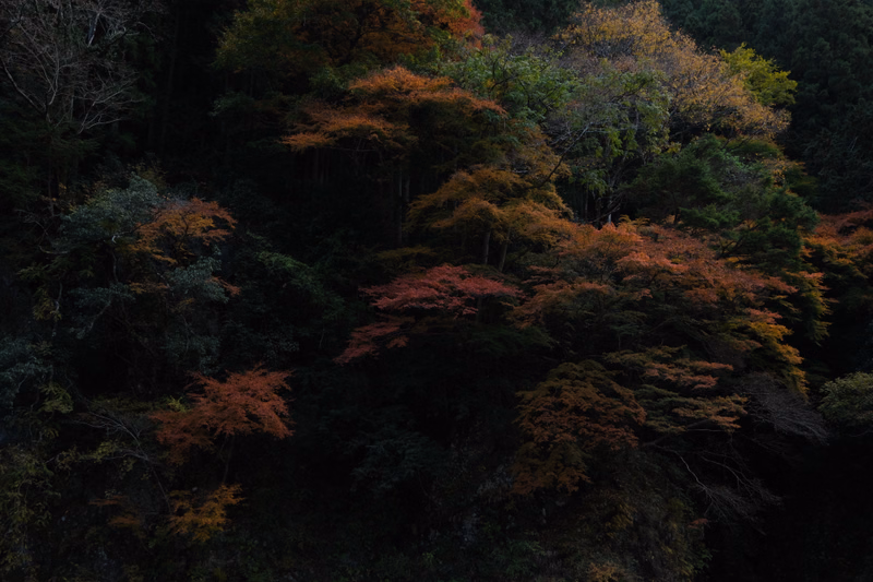 A dense forest displays vibrant autumn foliage with shades of orange, red, and yellow among the dark green trees.
