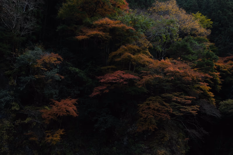 A photo of a forest with trees in the fall colors