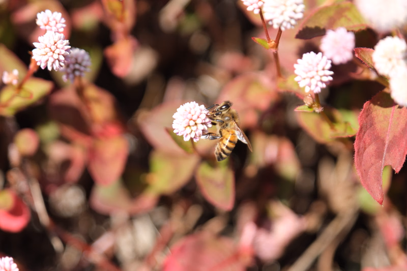 A small bee is actively foraging on a cluster of tiny pink and white flowers growing on a reddish-leafed plant.