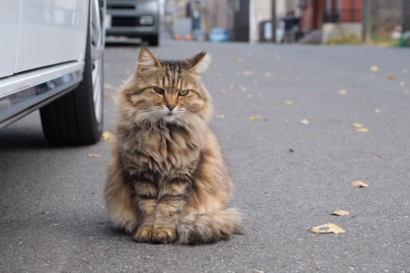 A fluffy tabby cat sits on the asphalt of a street next to a parked white car.