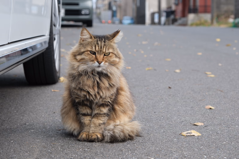 A fluffy cat sitting on a street near a parked car.