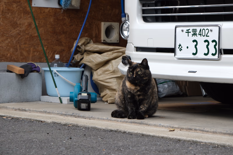 A cat sitting on the ground next to a car.