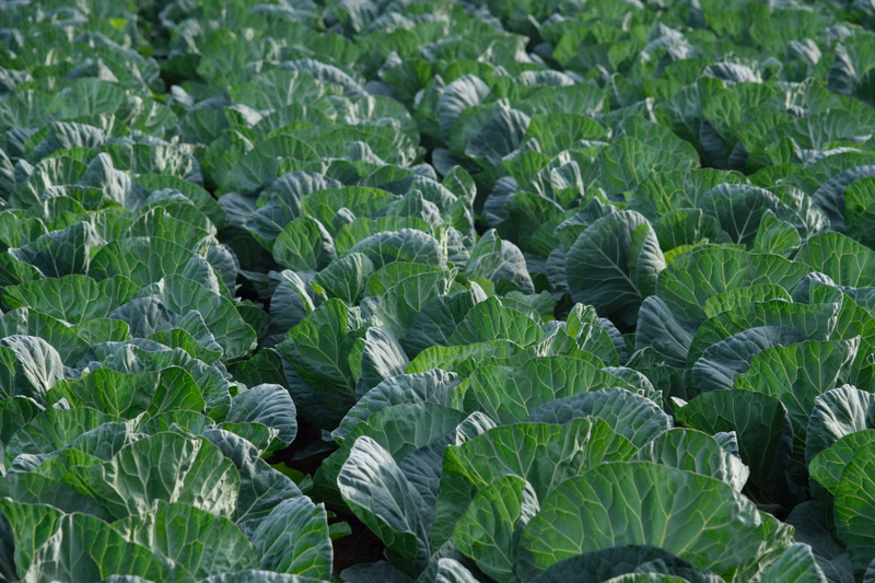 A dense field of green cabbage plants is growing in rows on a farm under natural light.