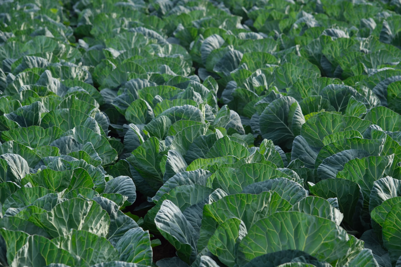A close-up view of a field of cabbages