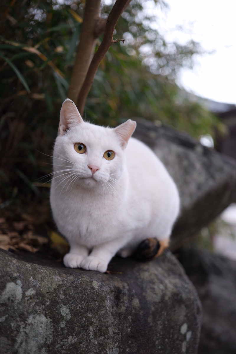 A fluffy white cat sits calmly on a large, textured gray stone outdoors, with foliage in the background.