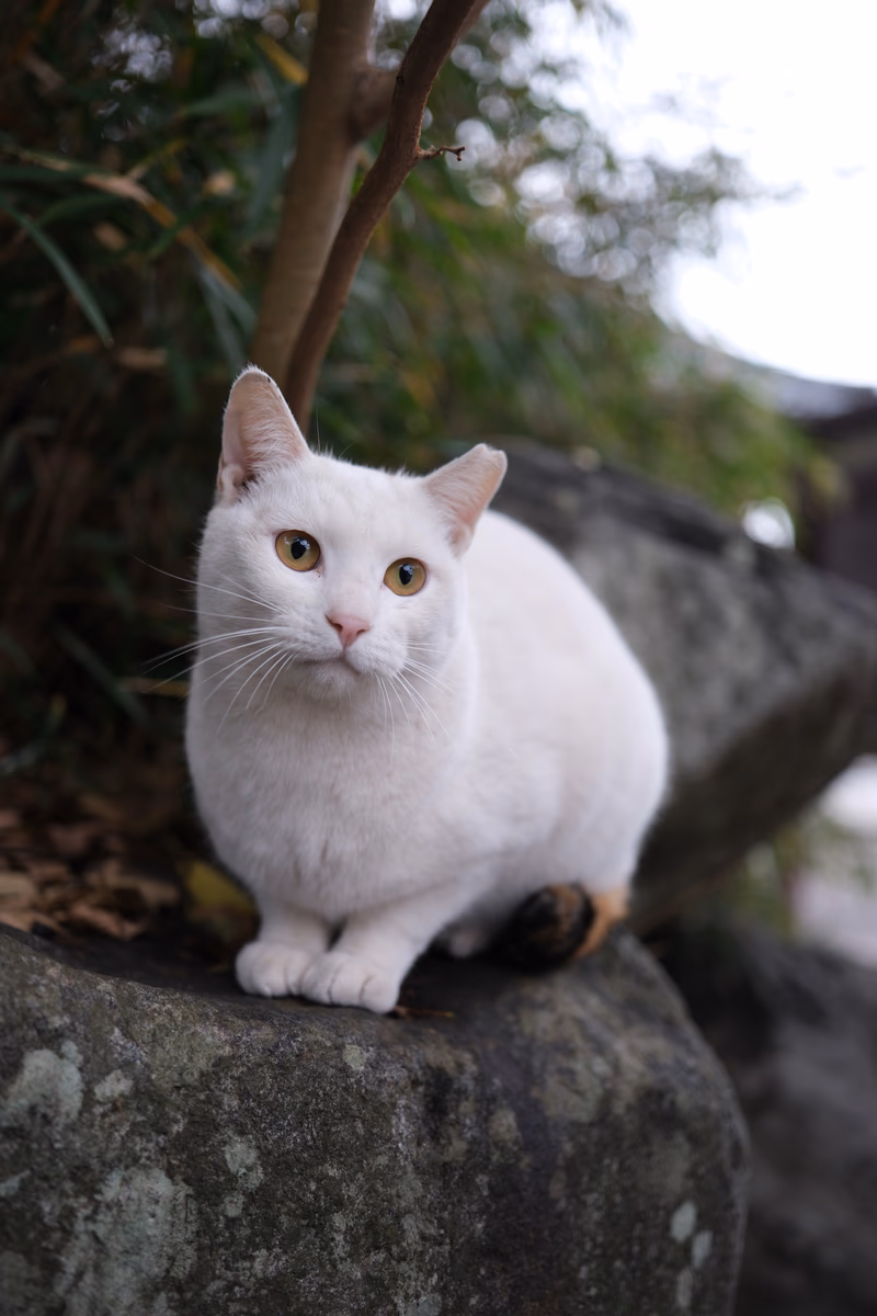 A white cat sitting on a stone near a tree with leaves